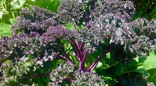 Double Your Harvest with Succession Planting
