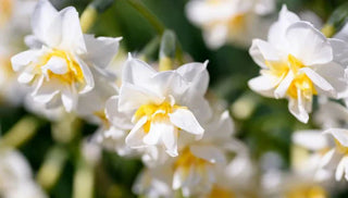 How To Plant Spring-Flowering Bulbs