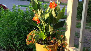 Overwintering Tender Plants