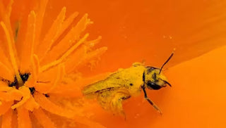 Attracting Beneficial Bees