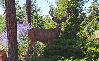 Protect Your Garden From Deer