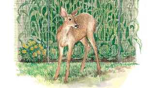 Garden Fencing for Animal Pests