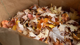 Leaves are This Gardener's Gold