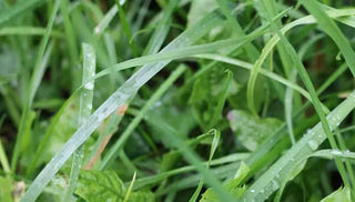 Natural Lawn Care Techniques