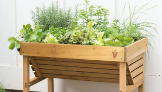 How to Grow Herbs