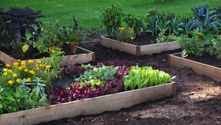Be Bold! Grow Vegetables in Your Front Yard!
