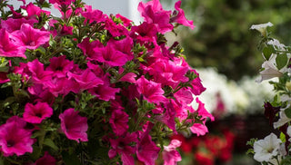 How to Grow Annual Flowers