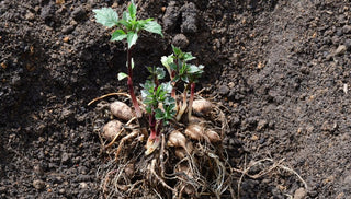 How to Grow Hardy and Tender Bulbs