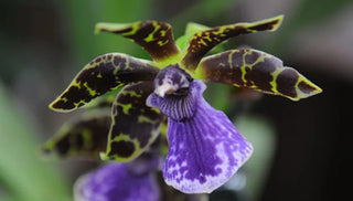 How to Grow & Care For Orchids