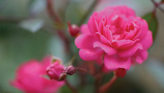 How To Grow Roses