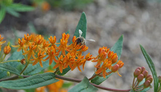 Gardening with Wildflowers and Native Plants