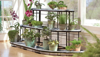 Houseplant Care 101