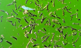 Controlling Mosquitoes