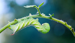 Common Tomato Problems — and Simple Solutions!
