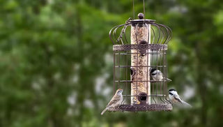 How to Choose a Bird Feeder