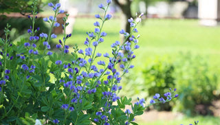 Taming the Unruly Perennial Garden