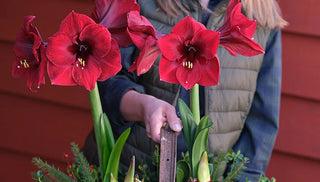 Bring Flowering Bulbs Indoors