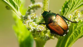 How to Control Japanese Beetles
