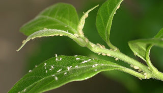 How To Identify, Prevent & Control Aphids