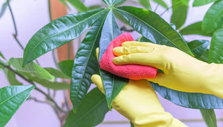 Wash Your Houseplants to Prevent Pest Problems