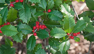 20 Terrific Plants for Winter Landscapes