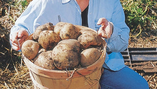 Time to Harvest Potatoes!