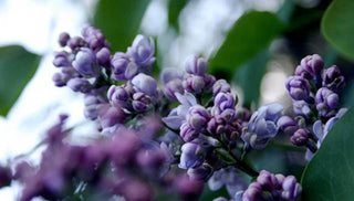 How to Plant and Grow Lilacs