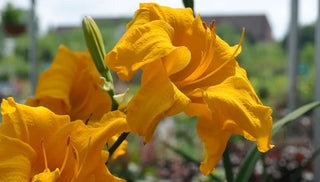 No-Fuss Perennials