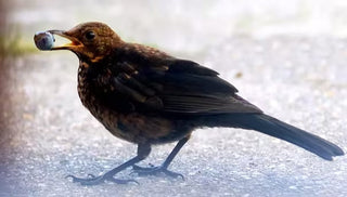 Preventing Bird Damage in the Garden