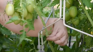 How To Prune Tomato Plants