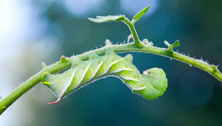 Tomato Hornworm