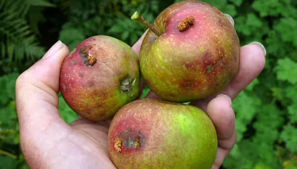 How to Control Codling Moths on Fruit Crops | Gardener's Supply
