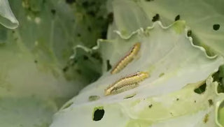 Cabbageworm
