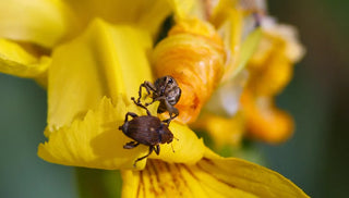 Curculio