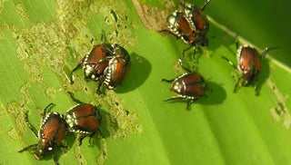 Japanese Beetle