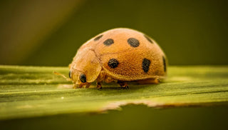 Mexican Bean Beetle