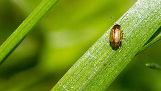 Flea Beetle