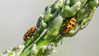 Asparagus Beetle
