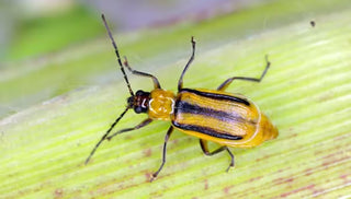 Corn Rootworm