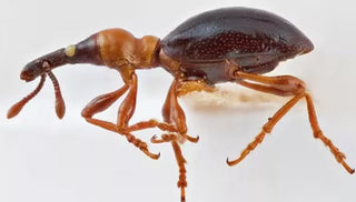 Sweet Potato Weevil