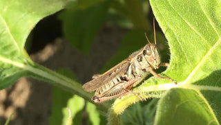 Grasshopper