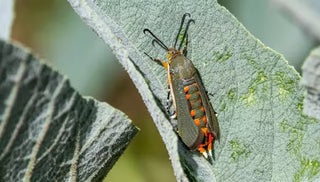 Squash Vine Borer Prevention and Control