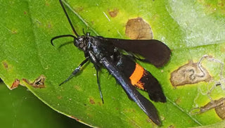 Peach Tree Borer