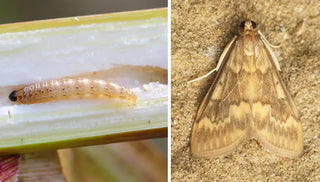 European Corn Borer