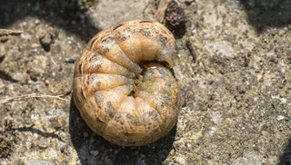 Cutworm