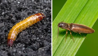 Wireworm