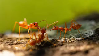 Fire Ant