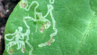Leafminer