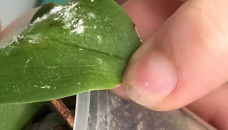 Mealybug