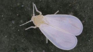 Whitefly
